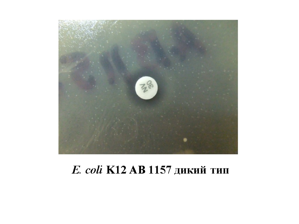 E. сoli K12 AB 1157 дикий тип